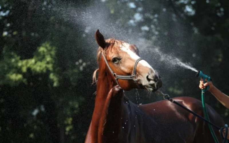 https://www.luckycasefactory.com/blog/horse-grooming-case-wholesale-compare-aluminum-plastic-fabric/